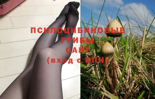 стаф Ельня